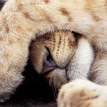 sleep like lion cub