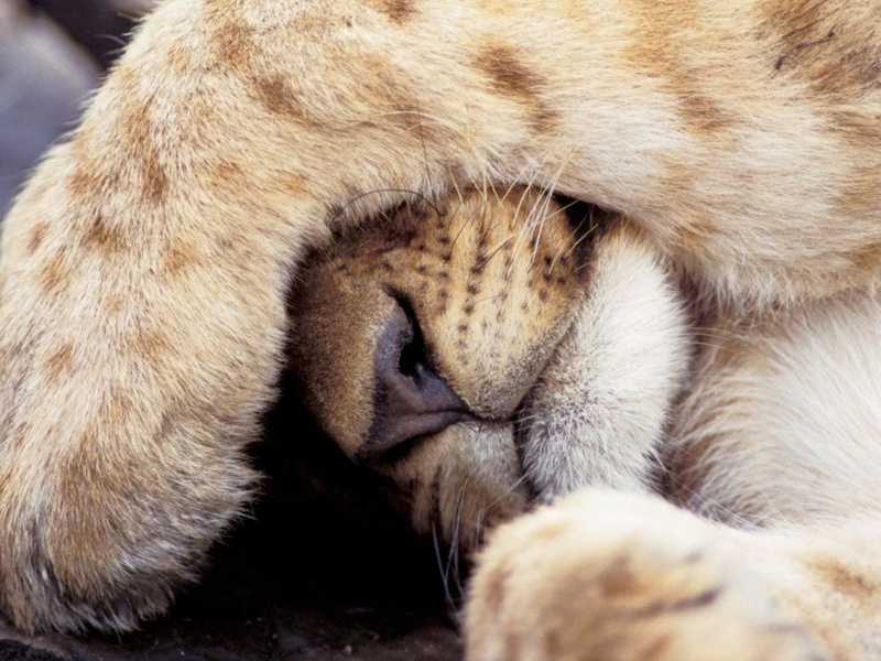 sleep like lion cub
