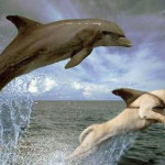 Feel the magic of the Dolphin Energy