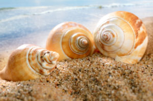 sea shells on the sandy beach