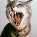 Yawn like a cat – relax